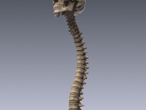 human skeleton rigged Modèle 3D