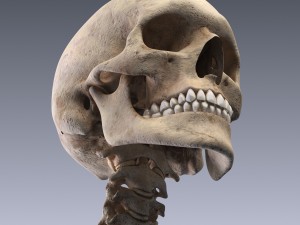human skeleton rigged Modèle 3D