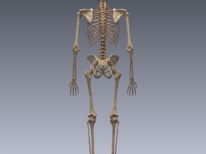 human skeleton rigged Modèle 3D