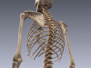 human skeleton rigged Modèle 3D