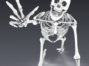 human skeleton rigged Modèle 3D