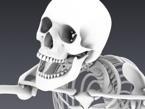 human skeleton rigged Modèle 3D