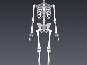 human skeleton rigged Modèle 3D