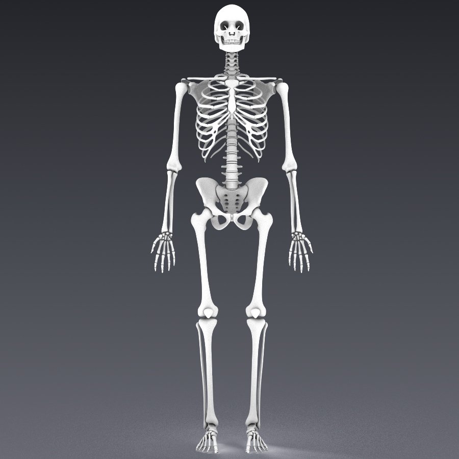 Поверхность скелета. Скелет человека. Модель скелета. Скелет человека полный Рось. Модель скелета человека.