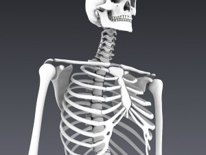 human skeleton rigged Modèle 3D