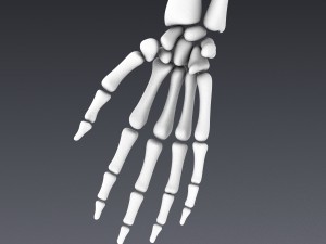 human skeleton rigged Modèle 3D