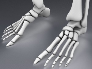 human skeleton rigged Modèle 3D
