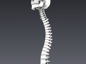 human skeleton rigged Modèle 3D