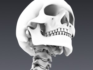 human skeleton rigged Modèle 3D
