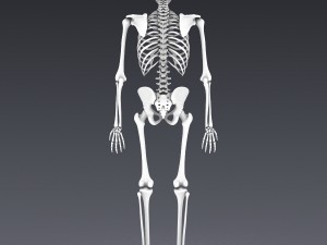 human skeleton rigged Modèle 3D