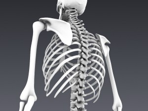 human skeleton rigged Modèle 3D
