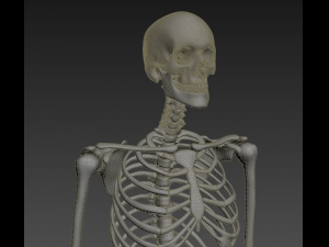 human skeleton rigged Modèle 3D