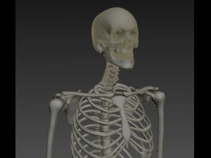 human skeleton rigged 3D Model