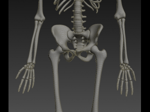 human skeleton rigged Modèle 3D