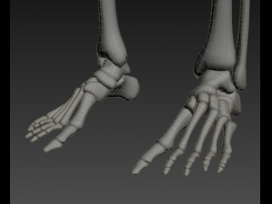 human skeleton rigged Modèle 3D