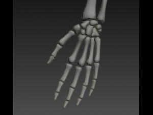 human skeleton rigged Modèle 3D