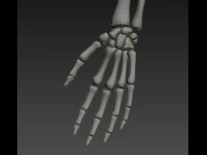 human skeleton rigged 3D Model