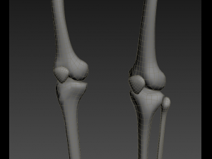 human skeleton rigged Modèle 3D
