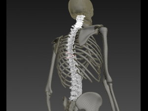 human skeleton rigged Modèle 3D