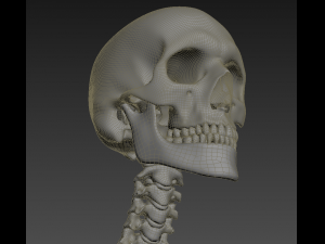 human skeleton rigged Modèle 3D