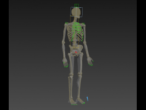 human skeleton rigged Modèle 3D