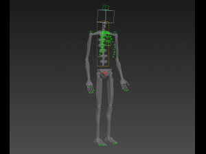 human skeleton rigged Modèle 3D