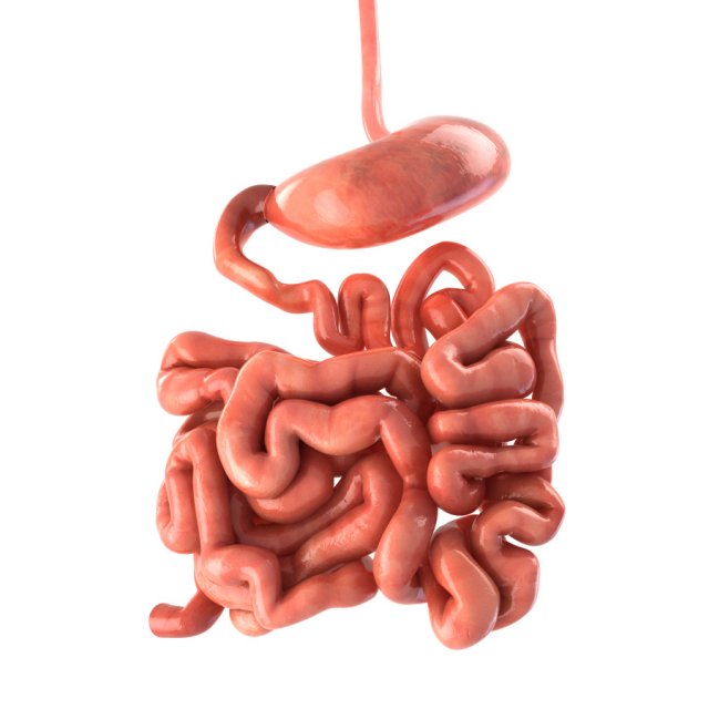 stomach and small intestine 3Dモデル .c4d .max .obj .3ds .fbx .stl .blend 