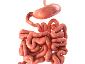 stomach and small intestine Modèle 3D