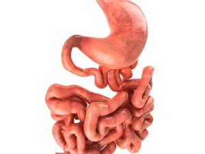 stomach and small intestine 3D Model