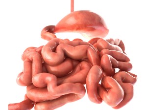 stomach and small intestine 3Dモデル