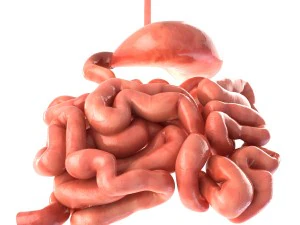 stomach and small intestine 3D Model