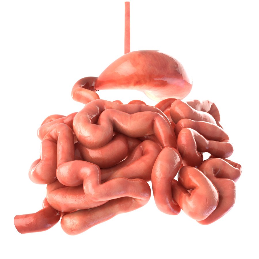 Stomach And Small Intestine 3d Model In Anatomy 3dexport
