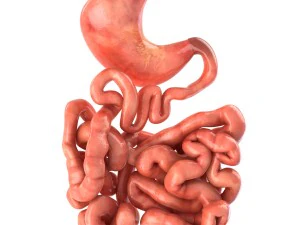 stomach and small intestine 3D Model