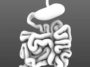 stomach and small intestine 3D Model