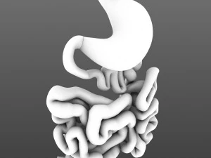 stomach and small intestine 3D Model