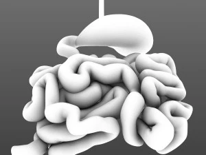 stomach and small intestine 3D Model