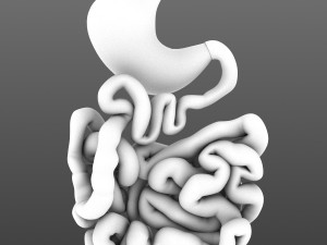 stomach and small intestine 3Dモデル