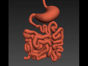 stomach and small intestine 3D Model