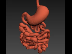 stomach and small intestine 3D Model