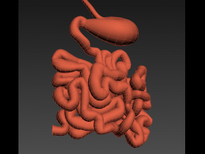 stomach and small intestine 3Dモデル