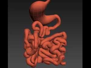 stomach and small intestine 3D Model