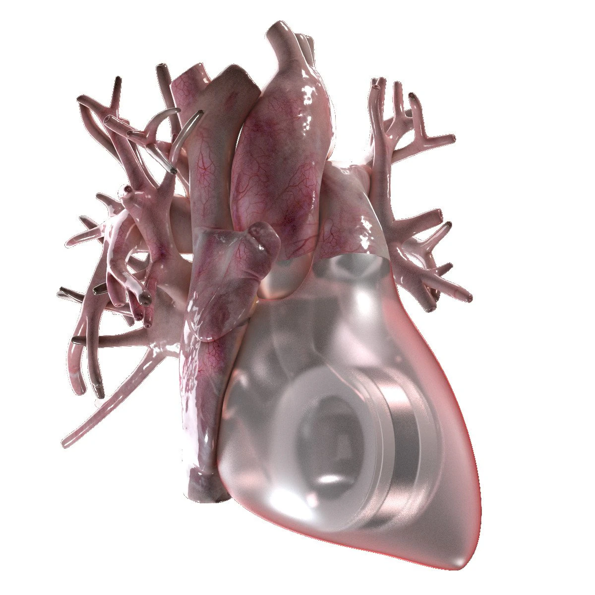 artificial human heart beating 3D Model .c4d .max .obj .3ds .fbx .stl .blend 