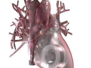 artificial human heart beating 3D Model