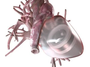 artificial human heart beating 3D Model
