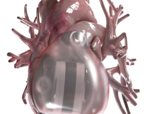 artificial human heart beating 3D Model