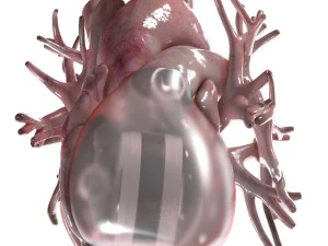 artificial human heart beating 3D Model