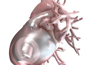 artificial human heart beating 3D Model