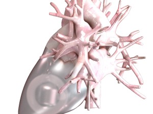 artificial human heart beating 3D Model