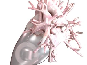 artificial human heart beating 3D Model