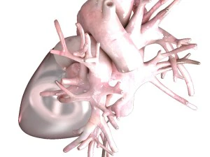 artificial human heart beating 3D Model